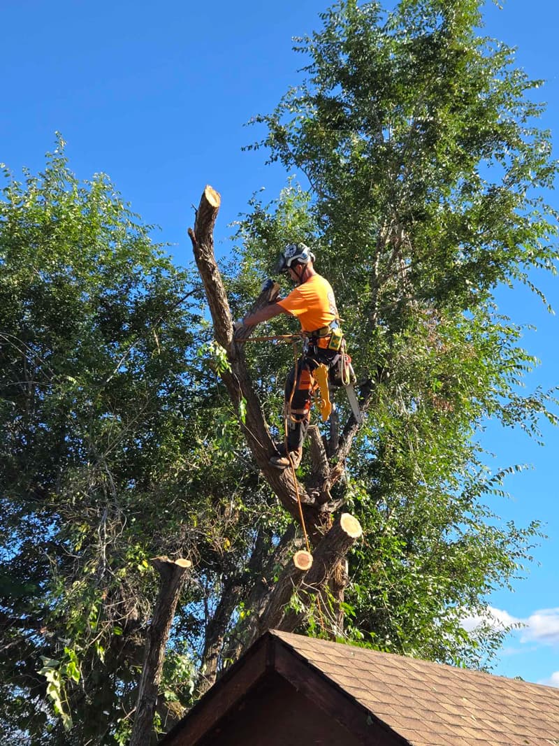 SISU Tree Care Shannon removing several tree limbs