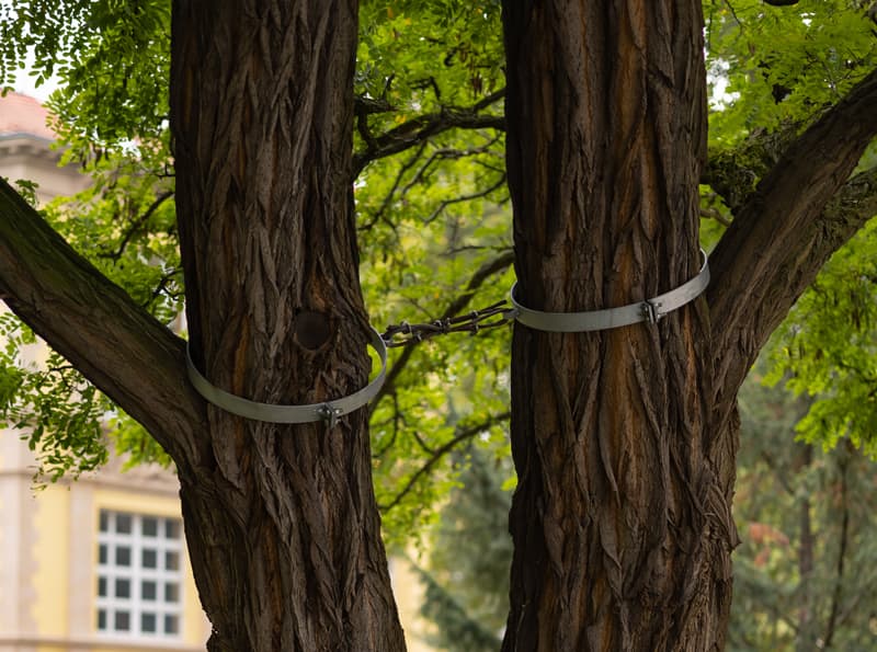 Tree Bracing Cabling