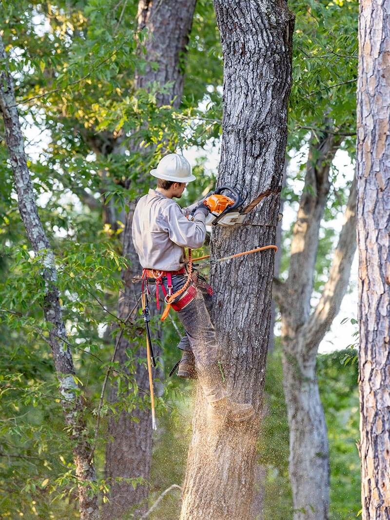 Tree arborist using chainsaw to cut tree down
