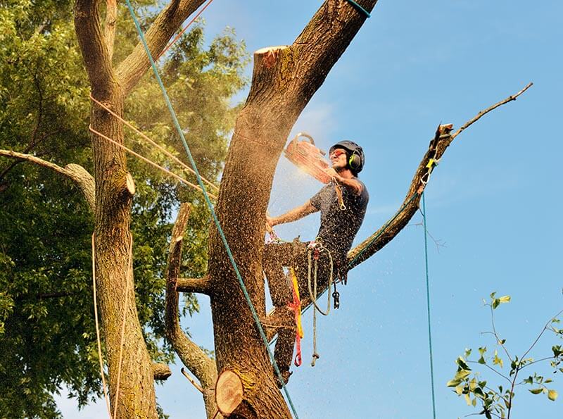 arboris cutting tree