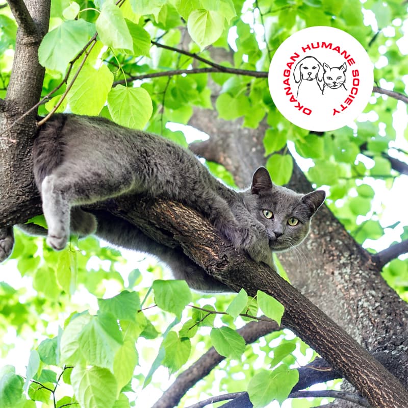 cat tree rescue Okanagan Humane Society