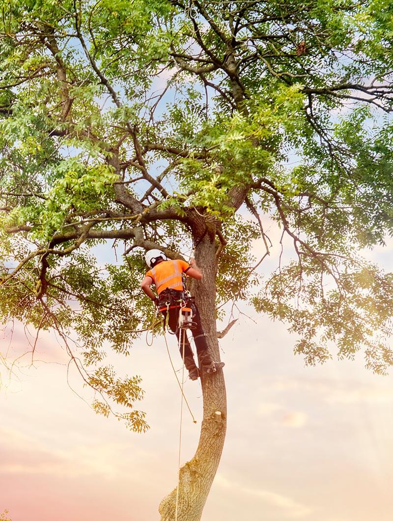 climbing up the tree cutting branches