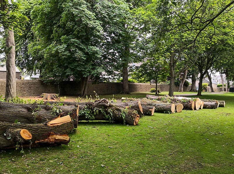 cut tree trunks lined up