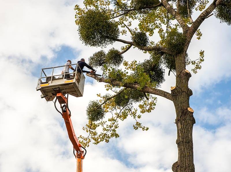 cutting down big tree branches with chainsaw