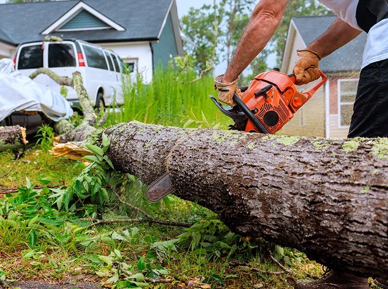 man cutting large tree with chainsaw