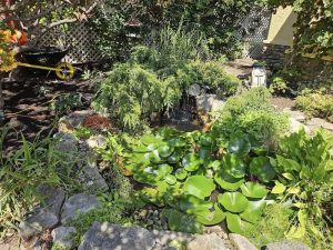 SISU Tree Care Pond install