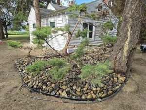 SISU Tree Care Xeriscaping with edging