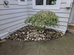 SISU Tree Care Xeriscaping with small tree