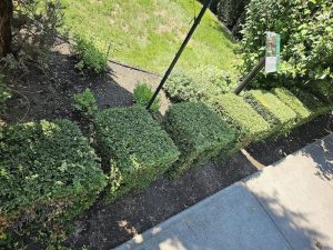 SISU Tree Care hedge trim